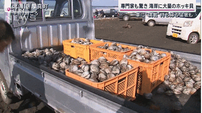 A large number of Hokkaido ark shells were washed ashore, and people flocked to them.